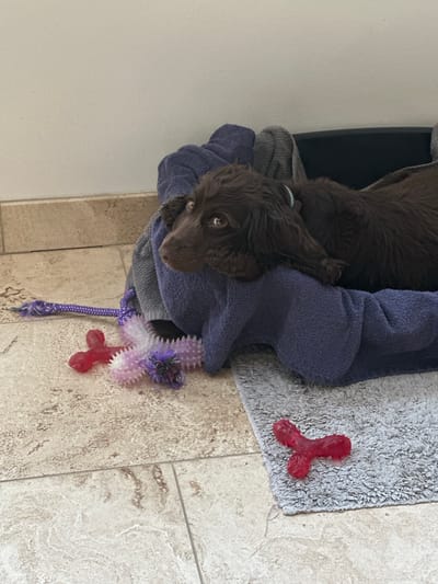 A dark brown dog with wavy fur and prominent dark eyes is resting in a dark-colored pet bed, partially covered by a dark blue towel and a grey towel, in an indoor setting located in Wealden, United Kingdom. A light blue collar is visible on the dog's neck. The dog's head is turned to the left, gazing horizontally out of frame. On the light-colored, mottled tiled floor adjacent to the pet bed, there are three dog toys: a purple braided rope toy extending left from the bed, a white and purple spiky chew toy positioned next to the rope, and a solid red bone-shaped chew toy lying on a grey shaggy mat to the right of the pet bed. The floor tiles display natural variations in light brown and beige tones. A plain, light-colored wall forms the background.
