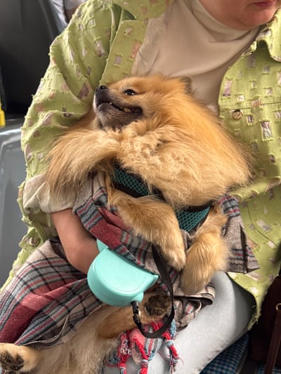 This close-up image, taken in Кондратово, Russia, features a small, fluffy dog nestled comfortably on a person's lap or being held. The dog has light brown or orange fur and is wearing a turquoise mesh harness. A light blue or turquoise retractable leash handle is visible, held by the person.
The person is wearing a light green shirt or jacket with a textured, square-patterned design, over a plain light-colored undershirt. A plaid blanket or scarf, with red, grey, and black stripes, is draped over the dog and the person's arm, enhancing the cozy atmosphere. One of the dog's paws is visible against the plaid fabric. The dog appears relaxed, possibly dozing, conveying a sense of comfort and affection. The scene suggests an indoor or sheltered setting, potentially a vehicle, given the intimate framing. The lighting indicates it is daytime or a brightly lit interior. There is no visible text in the image.