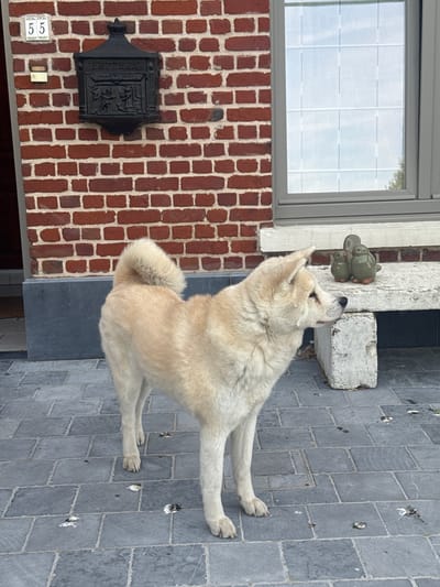 A dog, possibly an Akita or husky mix, with a light tan and white coat, is standing on a grey tiled surface. The dog is looking up at a small, decorative green statue of birds on a white exterior wall. To the left of the dog is a red brick wall with a window and a black mailbox affixed to it. A small white plate with the number "55" is visible near the bottom of the wall. The location is most likely Wattrelos, France, based on the mailbox design. The paved surface is marked with what appears to be bird droppings.