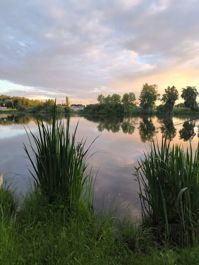 This vertical, eye-level shot captures a serene lake scene at dusk in Otradnoye, Russia. The sky is a canvas of soft clouds, tinged with the warm hues of sunset, transitioning from pale yellow on the right to muted blues and grays on the left. The still water of the lake perfectly mirrors the sky and the lush green trees that line its distant bank, creating a sense of tranquil symmetry.
In the foreground, tall, reedy grasses stand prominently, their green stalks reaching towards the sky, adding depth and texture to the composition. The reflections in the water show these reeds as well, their forms slightly distorted by the gentle ripples. The far bank is densely forested, with a mix of deciduous trees and shrubs. A few scattered buildings are visible amidst the greenery, suggesting a rural or semi-rural settlement.
The overall mood is peaceful and contemplative, evoking the quiet beauty of nature at the end of the day. The soft light and calm water suggest a pleasant, mild evening. There are no visible people or specific objects of note, besides the natural elements and the hint of distant human habitation. The image feels like a quiet moment of observation, a snapshot of a tranquil natural landscape.