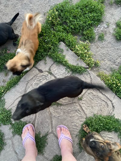 The image depicts a top-down view of a paved area with various dogs and a person's feet. The ground is a mixture of concrete slabs and patches of green grass with small yellow flowers. In the foreground, a person's feet are visible, wearing light purple flip-flops.
There are at least three dogs in the scene, all in motion, indicated by motion blur.
One dog, predominantly black, is positioned in the middle of the frame, moving from left to right.
Another dog, with a lighter brown and tan coat, is in the upper left quadrant, also in motion. Its head is turned away from the viewer, and its fur is blurred.
A third dog, with a spotted brown and black coat, is in the lower right quadrant, appearing to look upwards towards the camera.
There may be a fourth dog, mostly black, partially visible in the upper left, near the brown and tan dog.
The environment appears to be an outdoor space, likely a yard or patio, given the combination of paving and vegetation. The lighting suggests it is daytime. The location is specified as Rozkvit, Ukraine.