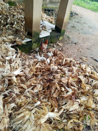 This image, captured on 2025/10/12 at 06:34, depicts an outdoor scene in Kamantan, Nigeria. The foreground and midground are dominated by extensive piles of dried, light brown corn husks. Centrally positioned among these husks is a reddish-brown adult chicken, accompanied by approximately ten small, white chicks. The adult chicken appears to be foraging with its brood. Behind the chicken and husks, two weathered concrete pillars, partially covered with green moss or algae at their bases, rise vertically. To the left and behind these pillars, a large collection of shucked corn cobs is visible. The ground is primarily exposed dirt, and minimal green vegetation is discernible in the distant background on the right.