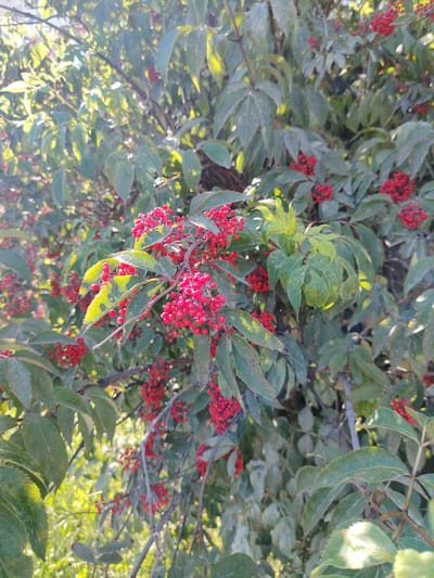The media file is a close-up, vertical shot of a berry-laden bush. The bush is full of clusters of small, bright red berries, interspersed with lush green leaves. Some leaves are catching the sunlight, creating bright highlights and a slightly hazy, sun-drenched effect. The branches are visible, some thin and twig-like, others thicker. The background is blurred, suggesting the focus is entirely on the bush and its berries.
The scene appears to be outdoors, given the natural light and the presence of the bush. The time of day is likely daytime, possibly late morning or afternoon, due to the strong sunlight. There are no people visible in the image. The activity taking place is simply the natural growth and fruiting of the plant. There are no explicit clues about the specific location beyond the general context of a temperate climate. The overall mood is one of natural beauty and the abundance of nature. No text is visible in the image.