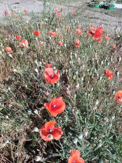 A close-up shot shows a patch of red poppies growing in a field of dry grass. Several poppy flowers are in bloom, their vibrant red petals contrasting with the muted tones of the surroundings. Many poppy seed pods are also visible, some still green and developing, while others are mature and appear to be drying out. The background consists of dry, yellowish-brown grass and a dirt path. In the upper right corner, there are green planters with some vegetation, possibly indicating a park or garden area. The scene suggests a natural, somewhat unkempt setting with wildflowers in bloom.