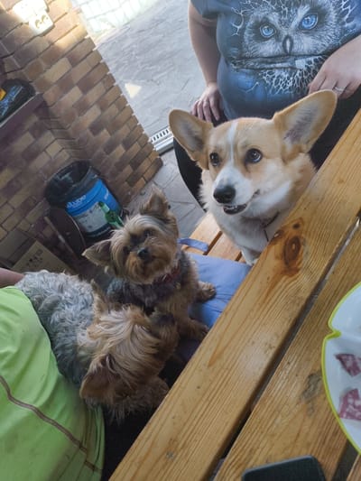 In a rustic outdoor setting, likely a backyard or patio area in Vostets SNT, Russia, two dogs are the central focus. A light brown and white Pembroke Welsh Corgi with alert ears is positioned on a blue cushion, looking towards the viewer with its mouth slightly open, revealing teeth and tongue. To its left and slightly lower, a small, scruffy Yorkshire Terrier in a red collar sits on the same cushion, its head turned to the side. Behind the dogs, a person's midsection is visible, wearing a dark t-shirt with a striking graphic of an owl with bright blue eyes. The background includes a weathered brick wall with visible electrical outlets, a blue plastic bucket with labeling, and a wooden picnic table with a visible knot pattern on the planks. Part of a light green garment is in the foreground on the left, suggesting the presence of at least one person interacting with the dogs. The lighting suggests it is daytime, with shadows cast by sunlight.