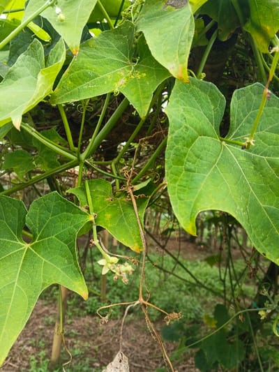 This image depicts a close-up of a leafy plant, likely a cucurbit vine, located in Kutkai, Myanmar. The frame is dominated by numerous green leaves, exhibiting distinct venation and minor yellowish discoloration on some edges and surfaces. Interspersed are slender green stems and a network of dried, brown, coiled tendrils. Small, pale yellowish-green blossoms are visible in clusters, primarily in the lower-central and upper-left portions of the composition. The background is out of focus, revealing indistinct green vegetation and areas of bare, reddish-brown soil, consistent with a garden or agricultural setting. No individuals or animals are present within the scene.