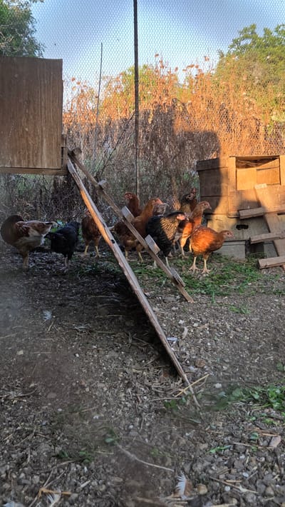 This media file captures a group of chickens in an outdoor enclosure, likely a farm or backyard setting in Bulgarovo, Bulgaria. The scene depicts several chickens, varying in color from brown and reddish-brown to black. Some of the chickens are standing on the ground, while others are perched on a wooden structure that appears to be a ramp or a makeshift ladder. The ground is covered with dirt, small stones, and patches of green grass.
In the background, there's a wire mesh fence, through which trees and vegetation can be seen. The lighting suggests it's either early morning or late afternoon, with the sun casting long shadows and illuminating the scene with a warm, golden hue. This is particularly noticeable on the foliage behind the fence, which appears brightly lit. To the right of the chickens, there are some wooden planks or beams, possibly part of a coop or a construction project.
The overall impression is a candid snapshot of rural life. There is no visible text in the image. The environment appears somewhat unkempt, consistent with an animal enclosure, with some scattered debris and feathers on the ground. The chickens seem to be going about their usual activities within their confined space.