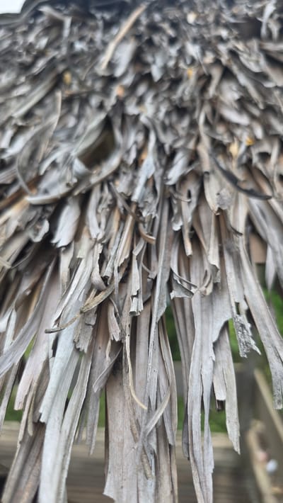 The image shows a close-up of a thatched roof, likely made from dried palm leaves. The roof appears to be in Raya Sanggeu, Indonesia. The leaves are layered and textured, with a mix of light brown and grey tones. Some leaves are damaged or broken. The background is blurred, showing hints of green vegetation and possibly a wooden structure.