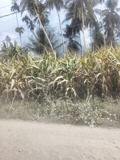 The image shows a roadside view of a cornfield with palm trees in the background, characteristic of a tropical landscape. The corn stalks are tall and leafy, some appearing dry and yellow, suggesting a harvest season or a dry period. The palm trees are numerous and appear to be of various heights, reaching towards a hazy, overcast sky. A dirt or gravel road occupies the foreground, with dust or fine particles kicked up, possibly from movement or wind. The overall impression is of a rural or semi-rural environment. This scene is typical of areas in Teupinreudeup, Indonesia, known for its agricultural land and palm tree cultivation.