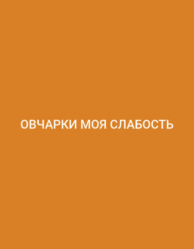 The image displays a solid orange background (#D97E2E). White, sans-serif text, centrally aligned horizontally, reads "ОВЧАРКИ МОЯ СЛАБОСТЬ" (Ovcharki Moya Slabost) in the lower-middle portion of the frame. This phrase translates to "Sheepdogs are my weakness" or "German Shepherds are my weakness." There are no people, other subjects, objects, actions, or interactions depicted. The image provides no visual information to determine a physical location, including the city of Biliaivka, Ukraine.
