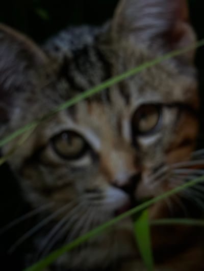 A blurry, close-up shot features a cat's face, tilted slightly. The cat has large, round eyes and a striped pattern on its fur. Blades of grass obscure parts of the face, adding depth to the image. The background is dark and out of focus, highlighting the cat's face as the primary subject.