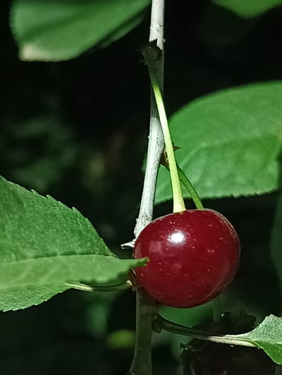 A close-up shot focuses on a single ripe cherry hanging from a thin stem, attached to a light-colored branch. The cherry is a deep red, with a glossy surface reflecting a bright highlight. Green leaves, with slightly serrated edges, frame the cherry from the left and top. The background is dark and out of focus, suggesting an outdoor setting, possibly in a garden or orchard. The image appears to have been taken at night or in low light conditions. There are no people or visible signs of human activity in the scene. The cherry is the primary subject, presented in sharp detail against a blurred backdrop. The location of Biliaivka, Ukraine is not discernible from the image itself.