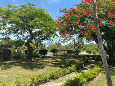 This image depicts a vibrant park scene in Hoa Thang, Vietnam. In the foreground, a sandy path is lined with neatly trimmed green hedges. To the left, a grassy lawn is dappled with sunlight and shadows from overhead trees. Further into the scene, a body of water is visible, bordered by lush vegetation and several small, rounded trees. Two prominent trees dominate the mid-ground; one has abundant green foliage, while the other is adorned with a profusion of bright red flowers. A thick, segmented palm tree trunk stands to the right of the frame, partially obscuring the view of a pathway leading into the distance. In the background, rolling hills covered in trees rise under a bright blue sky dotted with white clouds. The overall impression is one of a tranquil and scenic outdoor environment.