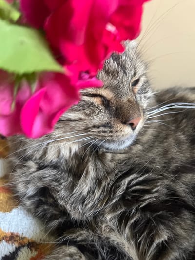 The image shows a close-up view of a tabby cat lying on its back, with its head tilted to the side. The cat's fur is a mix of brown, black, and gray stripes, with some white whiskers. In the foreground, there are several bright pink roses, with some green leaves visible. The cat appears relaxed, with its eyes closed or partially closed. The background is a neutral, light color, possibly a wall or blanket. The lighting suggests it could be daytime, indoors, given the soft lighting and the indoor setting implied by the cat's comfort and the presence of flowers. The focus is on the cat's face and the flowers, creating a peaceful and serene mood. The image does not contain any visible text. The metadata indicates the location as Belyye Berega, Russia, though this context is not directly evident from the visual elements of the image.