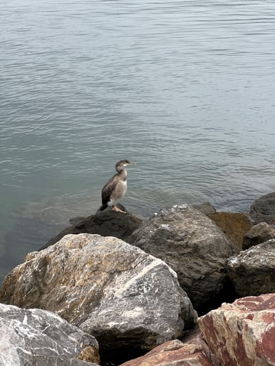 A cormorant stands on a rock by the water's edge. The water is calm and gray, with a slight ripple. The rocks are large and rough, with various shades of gray and brown. In the background, the water stretches to the horizon, meeting a muted sky. The scene is devoid of people and human activity. The location is an outdoor, natural setting likely a coastal area or a large body of water, specifically the coast of Gijón, Spain.