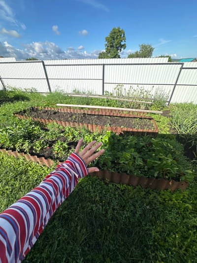 In Yaroslavka, Russia, on a sunny day, a person's arm, wearing a red, white, and blue striped shirt, is extended towards a garden bed. The garden bed is bordered by corrugated metal and filled with rows of green plants, possibly strawberries, and some tilled soil. In the background, a white corrugated metal fence runs horizontally across the scene, with trees and a blue sky with white clouds visible beyond it. The overall environment is that of a rural or suburban garden.