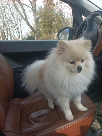 A light-cream-colored Pomeranian dog, exhibiting fluffy fur and dark facial features, stands upright on all four paws on the brown leather front passenger seat of a vehicle. The dog's head is turned slightly to its left, looking downwards. The car's interior features a black dashboard and a black steering wheel with a brown-wrapped grip is partially visible to the dog's right, indicating a left-hand drive vehicle. A black door panel is visible to the dog's left. Through the car windows, an outdoor urban scene is visible, characterized by multiple trees—some deciduous with bare branches and others evergreen—and a partially obscured light-colored building in the background. A blue circular sign is faintly discernible outside the vehicle. The scene is located in the city of Cherven Bryag, Bulgaria.