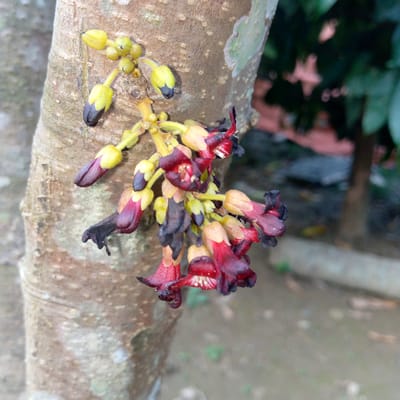 A close-up, vertical shot captures a cluster of flowers and buds in various stages of development, growing directly from the rough bark of a tree trunk in Meunasahblang, Indonesia. The tree trunk, positioned on the left and center of the frame, is a light brown to grayish-brown with visible texture, including faint vertical striations and lighter, possibly lichen-covered, patches.
The botanical structures are arranged in several small groups. At the top left, a cluster of vibrant yellow, closed buds is visible, some featuring dark purplish-black tips. Below these, larger buds display a transition in color, with yellow bases giving way to deeper maroon or purplish-red tips. Further down, multiple flowers are fully or partially open, revealing distinct deep crimson or maroon petals that splay outwards, with lighter, creamy-white or pale yellow centers containing delicate, tiny white and yellow internal structures (stamens/pistils). Several of these open flowers also show blackened, shriveled petal edges, indicating wilting or past bloom. The stems supporting the buds and flowers are short and appear light yellow-green, exhibiting a slightly fuzzy texture.
The background is heavily blurred, creating a shallow depth of field. In the upper right, dark green foliage is indistinctly visible. Below this, the background shifts to blurred reddish-brown and grayish-brown tones, suggestive of distant ground, pathways, and other environmental elements in an outdoor setting. No people or artificial structures are distinctly visible.