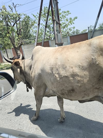 A tan-colored bull with dark horns is standing on a gray asphalt road. A rope is tied around its neck. The side-view mirror of a vehicle is visible on the left side of the image. A shadow of the bull is cast on the road. In the background, there are trees, a gray concrete wall, and metal poles. Barbed wire is on top of the wall. This image was taken in Ghaziabad, India.
