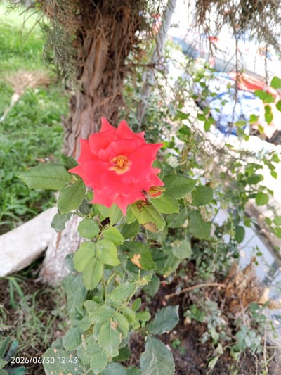 A single red rose blooms in the foreground, its petals slightly unfurled to reveal a yellow center. The rose bush has green leaves, some showing brown spots. A small insect, possibly a fly, is visible on one of the rose petals. In the background, a thick tree trunk with rough bark stands to the left of the rose. Behind the tree, out-of-focus elements include green grass, a light-colored stone, and a blue and red tarp or fabric. The scene appears to be outdoors, possibly in a garden or park. The timestamp "2026/06/30 12:43" is visible in the bottom left corner of the image. There are no people visible in the image. The location is identified as Dushanbe, Tajikistan.