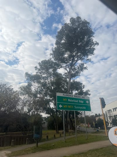 The image shows a street scene in Pretoria, South Africa, likely on a cloudy day with patches of blue sky. In the foreground, there is a sidewalk and a grassy area. A traffic light is visible on the right side of the image, mounted on a yellow pole.
Two green road signs are prominently displayed on metal poles. The top sign reads "FLORENCE RIBEIRO AVE". Below it, a larger sign has two destinations indicated. The top section of this sign shows "M9 Waterkloof Ridge" with a right-facing arrow. The bottom section indicates "M9 (M11) Sunnyside" with a left-facing arrow.
Behind the signs, a tall, slender tree with sparse foliage dominates the center of the frame, reaching towards the sky. To the left and right of this tree, other trees with denser foliage are visible. In the background, there are buildings, a road with a few cars, and more trees. A trash receptacle is positioned to the left of the road signs.