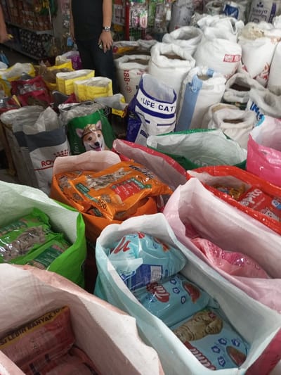The image depicts an indoor commercial or storage space in Taohom, Laos, densely packed with numerous bags and sacks of animal feed, primarily pet food. In the foreground and midground, a substantial quantity of merchandise is stacked on the floor.
Specifically, multiple large, white, woven polypropylene sacks are piled, many open, revealing dry kibble-like contents. Some visible branding on these sacks includes "SREEYA" and a number "888". Prominent branded pet food bags include "ROYAL CANIN" in white and grey packaging, a large blue and white bag labeled "LIFE CAT", and a green bag featuring an image of a dog wearing a hat. An orange bag of "WHISKAS" cat food, marked "800g", is visible among others. Light blue bags labeled "TAY", depicting cats, are stacked within a larger open white sack. Other colorful bags, including red and pink ones, contain products such as "Spito" (partially visible on a red bag).
In the upper left quadrant, one individual is partially visible from the lower torso downwards, standing amidst the stacked items. They are wearing dark trousers and a dark shirt. A silver-toned wristwatch is present on their left wrist, and they are holding a dark rectangular object, consistent with a mobile phone, in their right hand.
The background shows shelving units displaying various packaged consumer goods, indicative of a retail setting. The overall environment appears functional and well-stocked, with artificial lighting illuminating the scene.