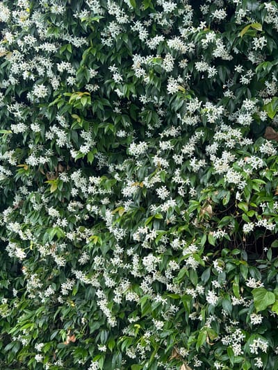 An image shows a dense wall of green foliage covered with small white star-shaped flowers. The vegetation appears to be a climbing plant, with leaves of varying shades of green and some dried brown leaves interspersed. The flowers are clustered together in some areas, forming a profusion of white against the green backdrop. The scene is likely outdoors, given the natural appearance of the plant life. The context of Beşiktaş, Turkey, suggests this could be a garden or an exterior wall of a building in that district.