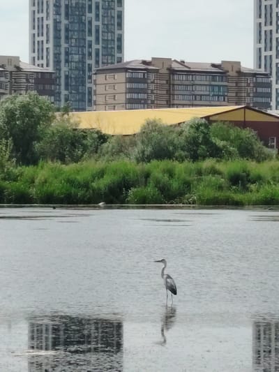 The image shows a grey heron standing in shallow water, with its reflection visible below. In the background, there is a dense line of green trees and vegetation, behind which are several buildings. The buildings include a long, low-rise structure with a yellow roof and a modern, multi-story building with a grey facade and numerous windows. The scene appears to be a natural area within or adjacent to an urban environment. The grey heron is positioned in the center-right of the frame, facing left. The water is calm, with a rippled surface reflecting the sky and buildings. There are other birds visible in the distance, near the shoreline among the vegetation. The overall setting suggests a habitat where wildlife coexists with urban development.