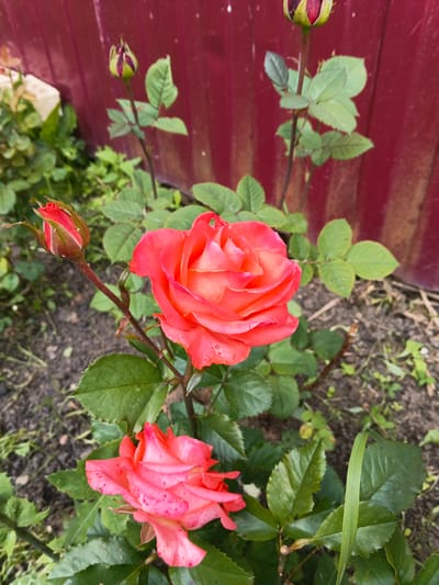 In the city of Oblomikhino, Russia, a close-up shot captures a rose bush against a red, corrugated metal fence. The foreground is dominated by two pinkish-orange roses, one in full bloom and another partially opened bud. The fully bloomed rose, on the left, exhibits delicate pink speckling on its petals. Above and to the right of this rose, a larger, more vibrant coral-colored rose is in full bloom, its petals gracefully unfurling. The plant is adorned with lush green leaves, some of which show signs of dew or water droplets. In the background, several rosebuds, some still tightly closed, are visible, hinting at future blooms. The ground beneath the plant is a mix of dark soil and scattered dry leaves. The scene is a natural outdoor setting, likely a garden or yard.