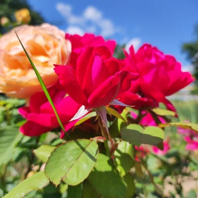 This is a close-up, outdoor shot of several roses in bloom, set against a bright blue sky with scattered white clouds. The foreground is dominated by vibrant red roses, with one prominent rose in sharp focus, its petals unfurling. Behind the red roses, a soft, peachy-orange rose is visible, slightly out of focus. A slender blade of green grass cuts diagonally across the image, in front of the peachy rose. The leaves of the rose bushes are a rich green, some showing hints of red along their serrated edges. The lighting suggests it is a sunny day, likely during daylight hours. The background consists of blurred greenery and hints of other flowers, indicating a garden setting. There is no visible text. The scene evokes a feeling of natural beauty and the peak of summer bloom. The location is identified as Navoloki, Russia.