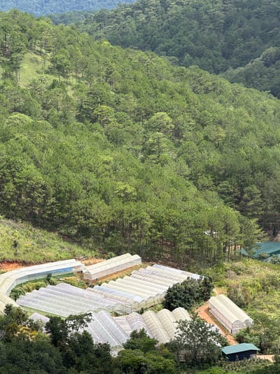 The image shows a wide shot of agricultural greenhouses nestled on a hillside covered with a dense pine forest. The greenhouses, made of white, translucent material, are arranged in rows and curves across the landscape, suggesting a cultivation area. Some greenhouses are long and rectangular, while others follow the contour of the land in curved shapes. The forest is a dominant feature, with numerous tall pine trees covering the rolling hills in varying shades of green. A dirt path is visible winding between some of the greenhouses. In the lower right of the image, a small dark green building with a grey roof is visible, possibly an administrative or storage structure associated with the greenhouses. The overall environment appears to be rural and mountainous. The specific location of Xuân Thành, Vietnam, is not explicitly visible in the image but is provided as context for the scene.