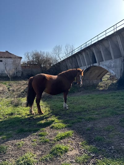 An adult chestnut-brown horse with a white blaze on its face and white lower leg markings stands in a grassy, partially dirt-covered area in Rozovo, Bulgaria. The horse wears a light-colored halter with yellow accents and faces towards the right of the frame, its head slightly lowered. To the left, a two-story building with a red tiled roof and light-colored walls is visible, flanked by bare deciduous trees and a low stone wall. To the right, a large concrete bridge or viaduct with an arched opening and metal railings spans the background, its structure supported by angled concrete buttresses. The ground exhibits patchy green grass, exposed soil, and distinct shadows cast by bright sunlight from the upper left. A clear blue sky with a faint contrail occupies the upper portion of the scene.