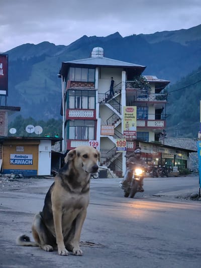 A medium shot captures a dog sitting on a paved road in Bahang, India, with a building and mountains in the background. The dog, with tan and black fur, is looking towards the viewer, appearing calm. Behind the dog, a multi-story building with a blue-trimmed balcony and balconies with white patterned railings stands prominently. The building has several windows and an external staircase. Signs on the building advertise "ROOMS AVAILABLE" and "RANA BAKERY," with a price of "199" visible. A billboard for "Adani Cement Ambuja KAWACH" is on the left.
In the middle ground, a person on a motorcycle with its headlight on is riding towards the viewer, creating motion blur. Several other motorcycles are parked on the right side of the road. The scene is set against a backdrop of lush green mountains under a cloudy sky, suggesting an overcast day, possibly late afternoon or early morning given the soft lighting. The overall atmosphere is that of a quiet street in a mountainous region.
