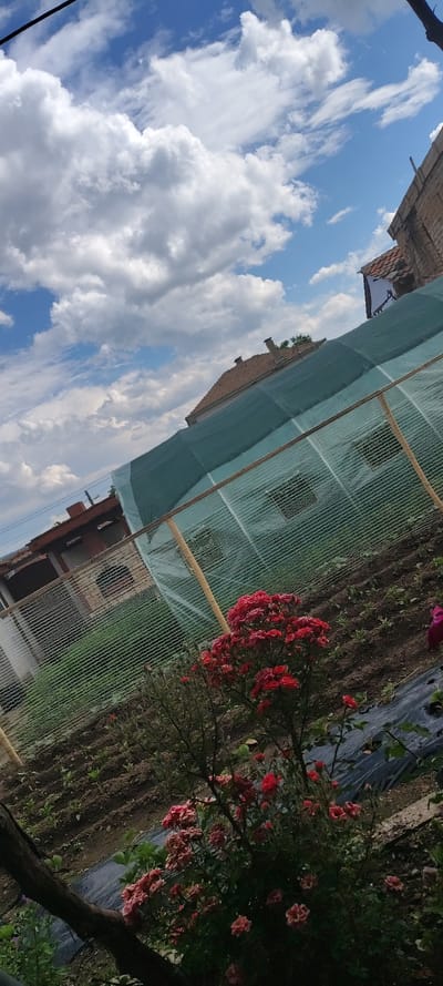An obliquely oriented outdoor photograph captures a cultivated garden in Beguntsi, Bulgaria, under a blue sky dotted with white cumulus clouds. A dark utility line is visible in the upper left. In the background, several houses with tiled roofs are discernible, including a prominent brick-colored building on the right. A large, diagonal garden structure, likely a greenhouse or shade enclosure, traverses the mid-ground. It is covered by a green shade net over a finer white mesh, supported by wooden poles, and protects rows of seedlings planted in dark, tilled soil. The foreground is filled with bushes of blooming red and pink roses, with black plastic mulch visible on the ground. A dark, gnarled branch extends from the lower left.