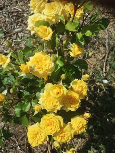 A close-up, vertical, eye-level shot captures a cluster of vibrant yellow roses in full bloom and several buds on a rose bush. The flowers are densely petaled and a bright, sunny yellow. Green leaves and thorny stems are visible, interspersed with the blooms. The background consists of dry, brown mulch with some scattered green grass and twigs, suggesting an outdoor garden setting. The lighting indicates a sunny day, casting shadows on the leaves and highlighting the texture of the rose petals. The image does not contain any people or discernible actions. The scene is an outdoor garden. The location of the city of Sumy, Ukraine, is not discernible from the image itself.