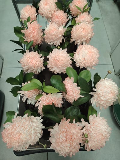 A bouquet of pale pink chrysanthemums with green leaves is displayed on a dark surface, possibly a table or stand, with a metal frame visible in the background. The flowers are large and multi-petaled, with some petals showing white tips. Several small green buds are also present amongst the blooms. The lighting suggests an indoor setting. The location of Konigil, Uzbekistan is not discernible from the image content.