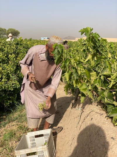 In Senjaray, Afghanistan, an older man with a beard and a traditional embroidered cap is harvesting grapes in a vineyard. He wears a light purple tunic and trousers, with a patterned vest. He holds a small bunch of green grapes in his left hand and a knife in his right, positioned as if he has just cut them from the vine. A white plastic crate, partially filled with grapes, sits on the ground near his feet. The vineyard is dense with green grapevines, with dry soil and sparse grass visible on the ground. In the background, another person wearing a white head covering and mask is visible amidst the vines, and a building with a blue roof is in the distance, along with a dusty, arid landscape and hills under a hazy sky. The sun casts shadows on the ground, indicating it is daytime.