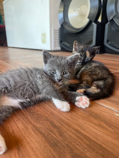 This is a close-up, eye-level, outdoor photograph of two young kittens lying on a wooden floor. In the foreground, a grey tabby kitten with white paws is lying on its left side, facing the camera. Its body is partially obscured by the second kitten. The kitten's eyes are open and it is looking towards the camera. Behind and slightly to the right of the grey kitten is a dark tortie kitten, curled up. The tortie kitten's head is resting on the grey kitten's back, and its eyes are open and looking towards the camera. The kittens are positioned on a floor made of polished wooden planks. In the background, on the left side of the image, is a white rectangular appliance, possibly a freezer, with a vent on its right side. On the right side of the image are two large, dark-colored speakers, one partially obscuring the other. The speakers appear to be part of a sound system. The overall lighting suggests it is daytime. This scene is not specifically located in the city of Totleben, Bulgaria, as there are no identifying landmarks or context to suggest this location.