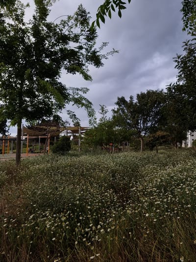 The image shows a park in Herzliya, Israel, on a cloudy day. A field of small white flowers extends across the right side of the image. Trees with dense green foliage are on the left, and more trees are visible in the background. A structure with a tan-colored canopy is partially visible in the midground, with some people standing underneath. The ground is covered with grass and some bare patches. The sky is overcast.