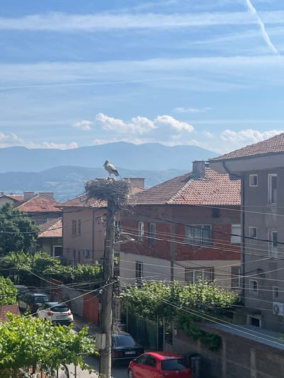 This image depicts a bright, sunny daytime scene in the city of Pokrovnik, Bulgaria, characterized by residential architecture, a prominent stork nest, and a mountainous backdrop. The sky is light blue with scattered white cumulus clouds and several thin, linear contrails. In the distance, hazy blue-grey mountains are visible under the clear sky.
The central focus is a large, white stork with black wingtips standing within a substantial stick nest built atop a concrete utility pole. The stork is oriented to the left. The pole is situated among various residential buildings. These structures display a mix of architectural styles, primarily featuring pitched roofs covered with terracotta tiles. Some buildings have exposed red brick sections, while others are rendered in shades of grey, beige, or light brown. Rectangular windows are visible on the building facades, some with white frames. A prominent air conditioning unit is mounted on the side of the building furthest to the right. Numerous black electrical and communication wires crisscross the frame horizontally and diagonally, connecting to the utility pole and buildings. A small, square utility box is affixed to the main pole supporting the nest.
Lush green deciduous trees and bushes are interspersed throughout the scene, particularly in the lower left and mid-ground, partially obscuring buildings and pathways. A narrow paved path or street is visible in the mid-ground left, where a white hatchback (with a Bulgarian license plate starting "CB") is parked, partially hidden by foliage. Behind it, a dark-colored SUV or van is also partially visible. On the right side of the street, a dark sedan (with a Bulgarian license plate "E 8788 WR") is parked. The front of a red hatchback is visible in the bottom right corner of the frame.