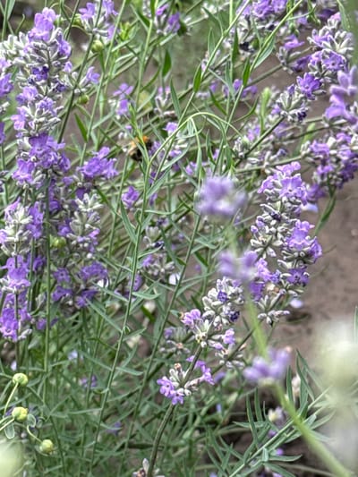 The image depicts a close-up view of lavender plants with a bee actively pollinating one of the flowers. The lavender is in bloom, displaying clusters of purple and white flowers and green stems. The background is blurred, showing a predominantly brown earthy texture, likely soil. The lighting suggests it is daytime, with soft natural light illuminating the scene. There are no people or man-made structures visible in the image. The location is identified as Pavlovka, Russia, though this cannot be visually verified from the image content alone.