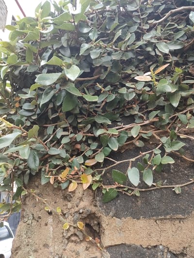 The image depicts a close-up, vertical view of a concrete or masonry wall partially covered by a dense growth of a climbing plant. The plant features numerous small, ovate leaves, predominantly dark green, with some younger leaves displaying lighter green and yellowish-brown hues. Its stems and tendrils adhere to the wall's surface. The wall exhibits areas of rough, sandy-brown plaster or render, along with exposed sections of darker, untreated material. Chipped plaster reveals the underlying structure in various spots, and a small, irregular cavity is visible in the lower left portion of the wall. A partial view of a white vehicle is discernible in the bottom-left corner. No individuals are present in the frame. The scene is situated in Juja ward, Kenya.