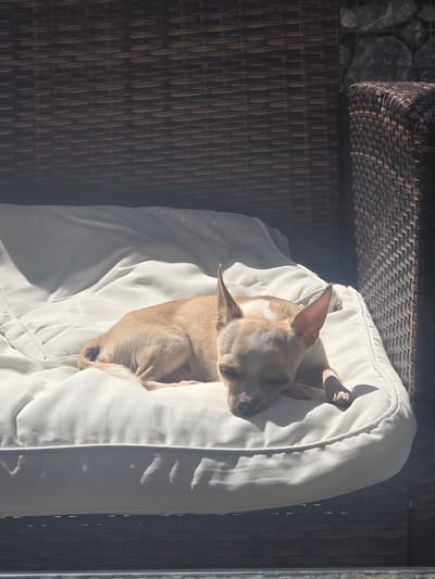 A small, light brown dog is peacefully asleep in a large, off-white dog bed, which is placed on a dark brown wicker-style outdoor chair or bench. The dog's head is resting comfortably, with its eyes closed, and its body is nestled deeply into the soft cushion. Its pointed ears are visible, and hints of white fur can be seen on its chest. Bright, direct sunlight illuminates parts of the dog and the bed, casting strong shadows and highlighting the texture of the wicker furniture. To the left of the wicker furniture, a ground cover of flat grey stones is partially visible. The scene suggests a warm, sunny daytime setting, likely outdoors on a patio or balcony in Görgeshausen, Germany, where the dog is enjoying a restful nap. There is no visible text in the image.