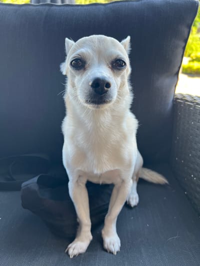 A white chihuahua dog is sitting on a dark grey cushioned chair. The dog is facing the camera with its head slightly tilted. Its ears are pointed upwards. The dog has dark eyes and a black nose. A black bag is on the chair next to the dog. In the background, there is a wicker chair and some green foliage, indicating an outdoor setting. The image is taken in daylight.