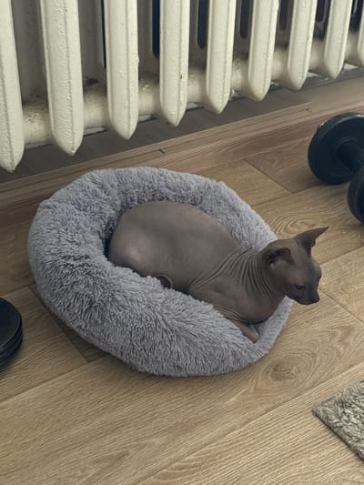 A sphynx cat is lying in a plush grey pet bed on a light brown wooden floor. To the left of the cat and bed, a portion of a black dumbbell weight is visible. In the background, a white radiator is positioned against a wall. The scene appears to be indoors, likely within a residential setting in Zhodzina, Belarus.