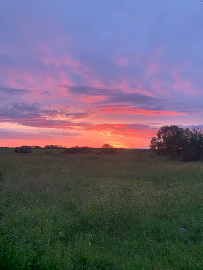 This is a landscape photograph taken at sunset in Відзаўскі сельскі Савет, Belarus. The image features a wide field of green grass in the foreground, with scattered wildflowers and tall weeds. In the midground, there is a dark, rustic wooden structure resembling a shed or small barn on the left, and a line of trees in the distance across the field. A large, mature tree with dense foliage stands prominently on the right side of the frame. The sky is filled with vibrant colors of sunset, ranging from bright orange and pink near the horizon to soft purple and blue higher up, with scattered, wispy clouds. The overall impression is one of a serene rural evening. There are no people or animals visible in the image.