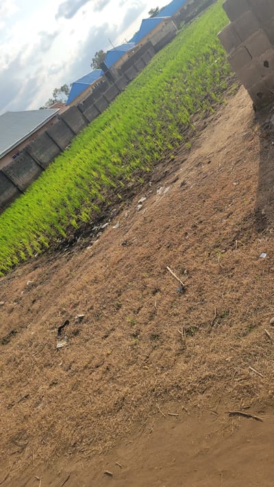 The image depicts a landscape in Baganakwo, Nigeria. The scene is divided into two distinct sections. On the left, a field of vibrant green crops, likely rice seedlings, stretches towards the horizon. These young plants are neatly arranged in rows, suggesting agricultural cultivation. To the right of the green field, the ground transitions to dry, brown earth covered with withered grass and some scattered debris. This area appears less tended and perhaps drier.
Along the left edge of the green field, a series of buildings with blue-tented roofs are visible. These structures seem to be in a row, possibly part of a settlement or farming infrastructure. In the background, a cloudy sky suggests it could be daytime, with the clouds indicating potential for varied weather. The lighting suggests it is not midday, possibly early morning or late afternoon. The overall impression is of a rural or semi-rural agricultural setting in Nigeria, with a contrast between a flourishing crop and a dry, uncultivated area. No people or animals are directly visible in the frame. The orientation of the image is such that the scene is tilted.