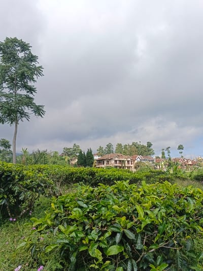 Lush green tea bushes fill the foreground under a cloudy sky. A tall, slender tree stands on the left. In the distance, buildings with brown roofs are nestled among other trees and greenery. The scene depicts a tea plantation in a hilly, possibly mountainous, region on an overcast day. The overall impression is one of peaceful nature, and tranquility.