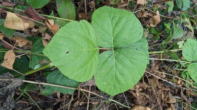 A top-down close-up shot shows a plant with three large, heart-shaped, bright green leaves. The leaves are veined and have some small, irregular holes and speckles. The plant is growing amongst a mix of dry, brown leaves and twigs, as well as some other green foliage. The environment appears to be natural and somewhat overgrown. The image was taken in Meunasahdayah, Indonesia.