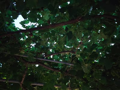 The image shows a view looking upwards through a canopy of green grapevines, with clusters of unripe green grapes visible. The thick, dark brown vines are intertwined with lighter green stems and large, broad leaves. The scene appears to be outdoors, possibly in a vineyard or a garden with a grapevine trellis. The lighting suggests it is daytime, with patches of bright sky visible through the leaves. The image composition focuses on the natural elements of the vines and grapes, with the sky serving as a backdrop. There are no people or animals visible in the image. The context of Svishtov, Bulgaria, suggests a rural or semi-rural setting where grape cultivation is common. The presence of what appear to be metal poles or supports within the canopy hints at a cultivated structure for the vines.